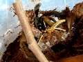 Psalmopoeus cambridgei L8 vs Szara?cza