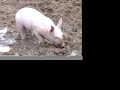 Little Pigs (by TagTooga.com)