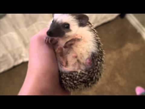 Adventures Of Trevor & Max The Hedgehog (Episode 1)