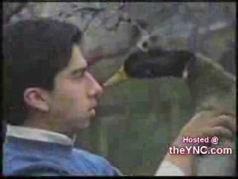 Las aves se rebelan contra los humanos