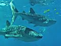 the best of Djibouti the best of Djibouti