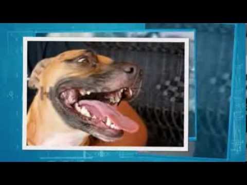 how to treat lyme disease in dogs