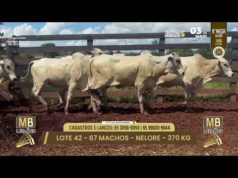 9� MEGA LEIL�O DA MB LEIL�ES