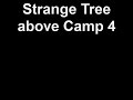 Strange Gnarly Tree near Campground 4 in Yosemite