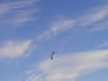 300mph wing 300mph wing
