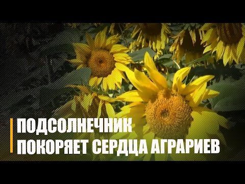 За 8 гадоў адна з гаспадарак Светлагоршчыны цалкам "падсадзіла" на вытворчасць сланечнікавага алею суседеў видео