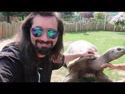 YouTube reptile video