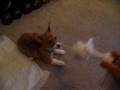Cody Fetching