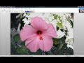 Removing Background in Paint .NET