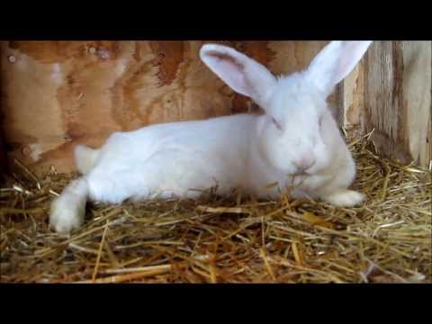 how to cure ear mites