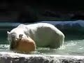 Bronx Zoo Bronx Zoo