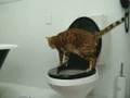 videos de My cat Giannino toilet trained