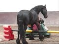 Silke et son frison Silke et son frison