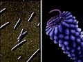 virus virus