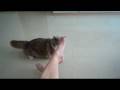 videos de Eskybaby (munchkin cat) wrestling masterboy's legs.