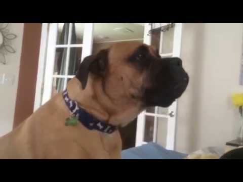 bullmastiff