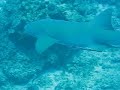 Nurse Shark in Cozumel