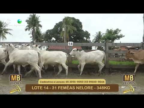 536� LEIL�O VIRTUAL MB LEIL�ES