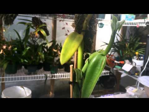 how to fertilize vanilla orchid