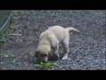 Golden Retriever Puppy & Choclate Lab Puppy House Training