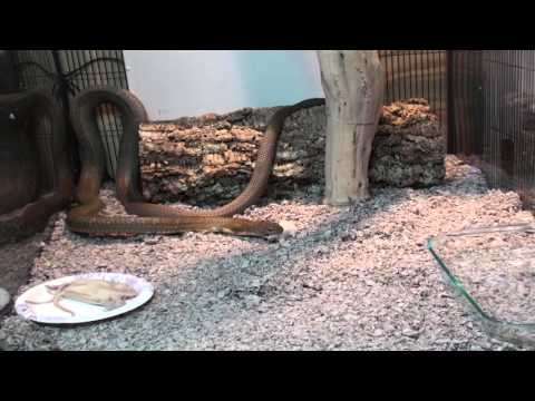 YouTube reptile video