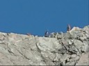 Rangitata Winter Tahr