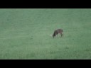 Deer Simer Deer Simer