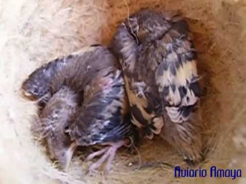 cria de jilgueros