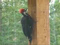 Pileated Woodpeckers Feeding on Deck Pileated Woodpeckers Feeding on Deck