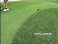 Bird Killed