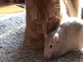 cat and rat