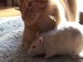 Rat loves cat!