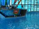 Dolphins and white wale at sea world