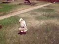 Dog Fetches Walrus