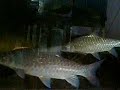 Pancing - Pelihara Ikan Kelah