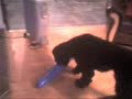 Dog playing with a balloon
