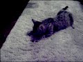 Nermal Nermal