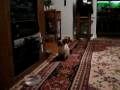 videos de Uryuu the Siamese Kitten vs DVD Player