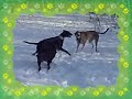 Hunderennen im Schnee mit Lupito und John-Boy