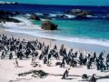 les super-pingouins
