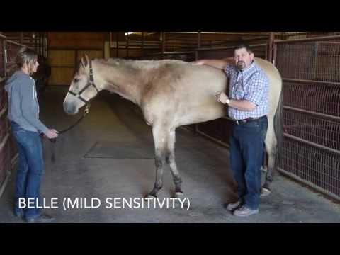 how to cure equine ulcers