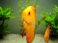 Discus Aquario Thiago (doentes) 1
