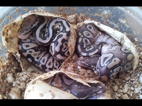 YouTube reptile video
