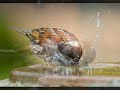 Andre Rieu – Shostakovich Second Waltz