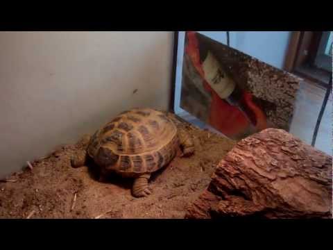 how to care tortoise