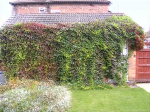 how to transplant virginia creeper