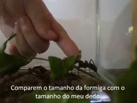 gigantea - Inventei de criar uma formiga, mas não é uma formiga qualquer... É um Formigão!