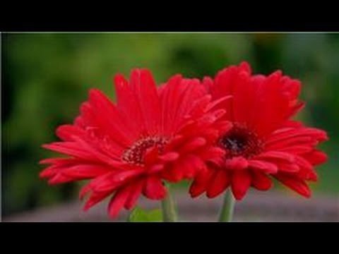 how to harvest daisy seeds