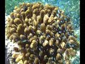 Kenya - Malindi parco marino