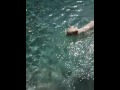 Cat loves swimming in our pool!